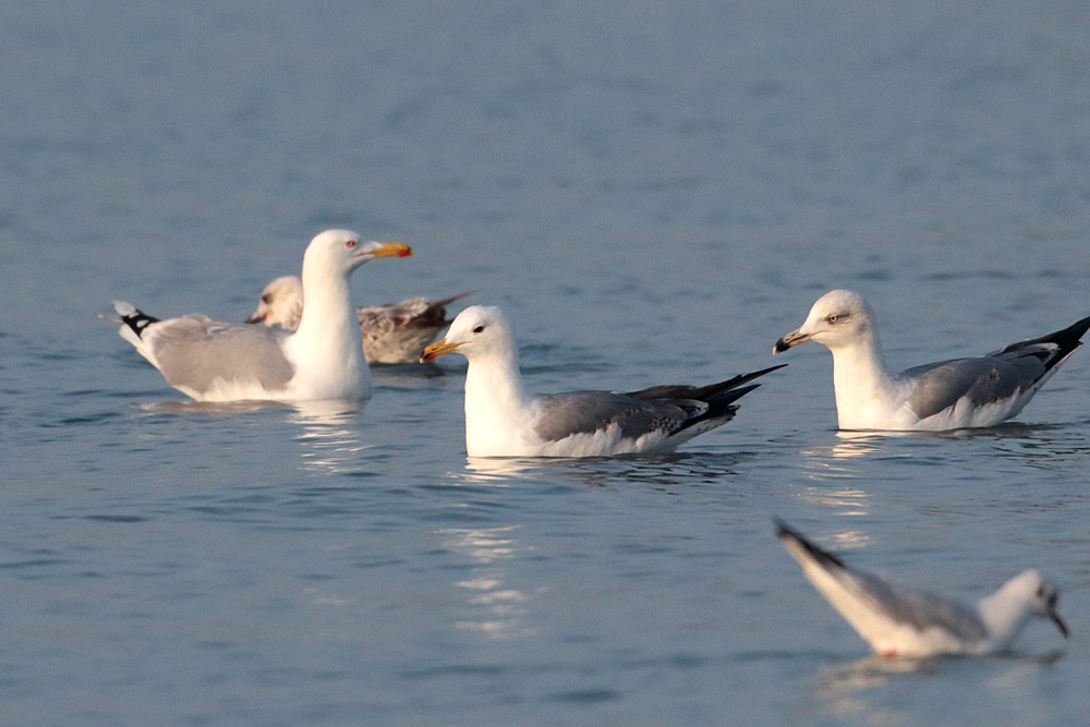 Armenian Gull