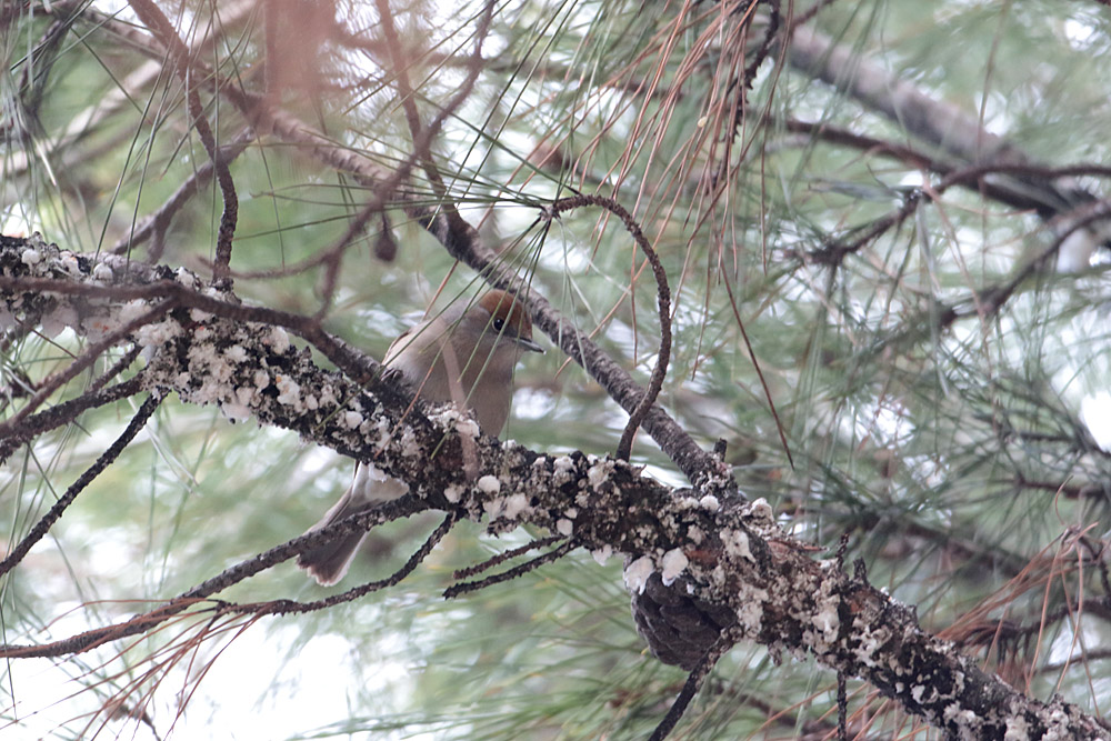 Eurasian Blackcap