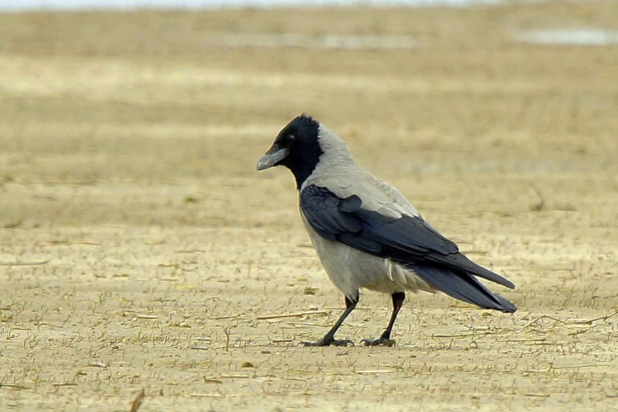 Hooded Crow