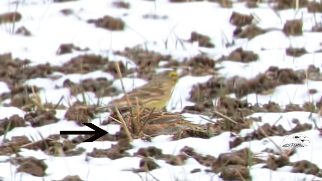 Pine Bunting