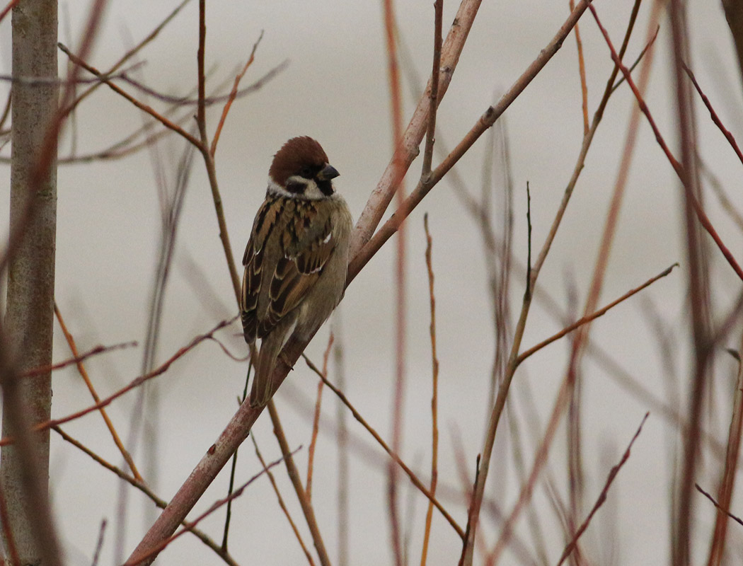 Eurasian Tree Sparrow