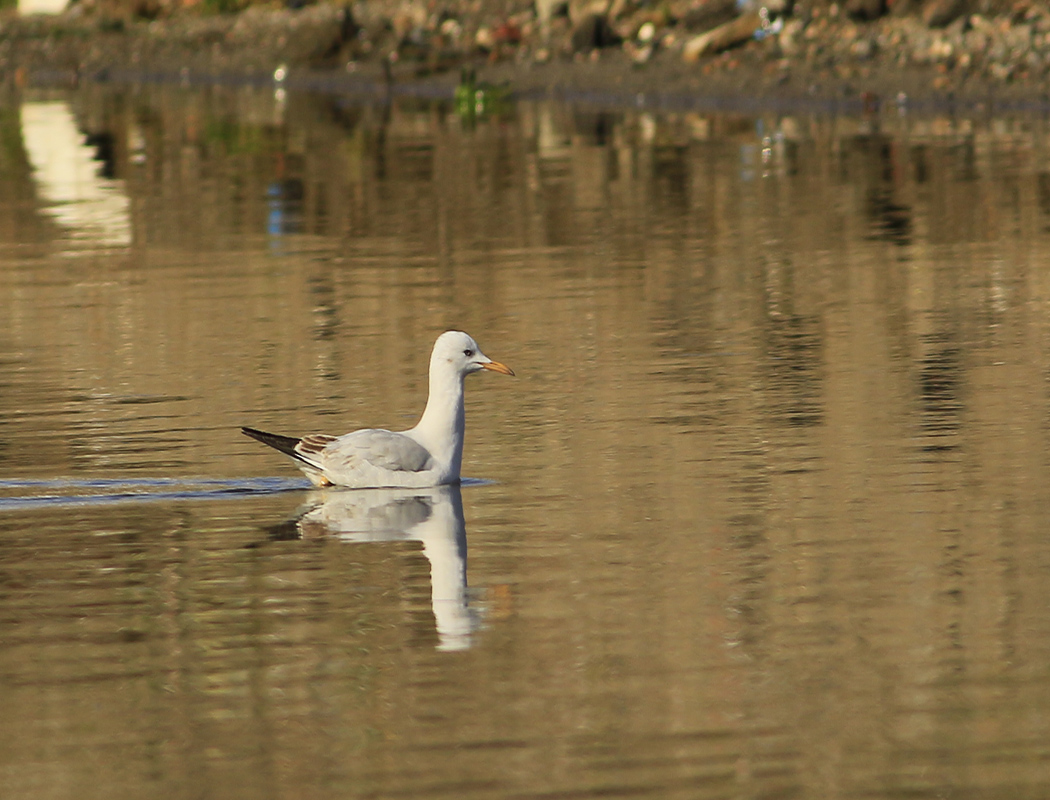 Slender-billed Gull