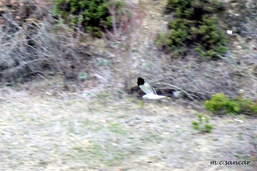 Hen Harrier
