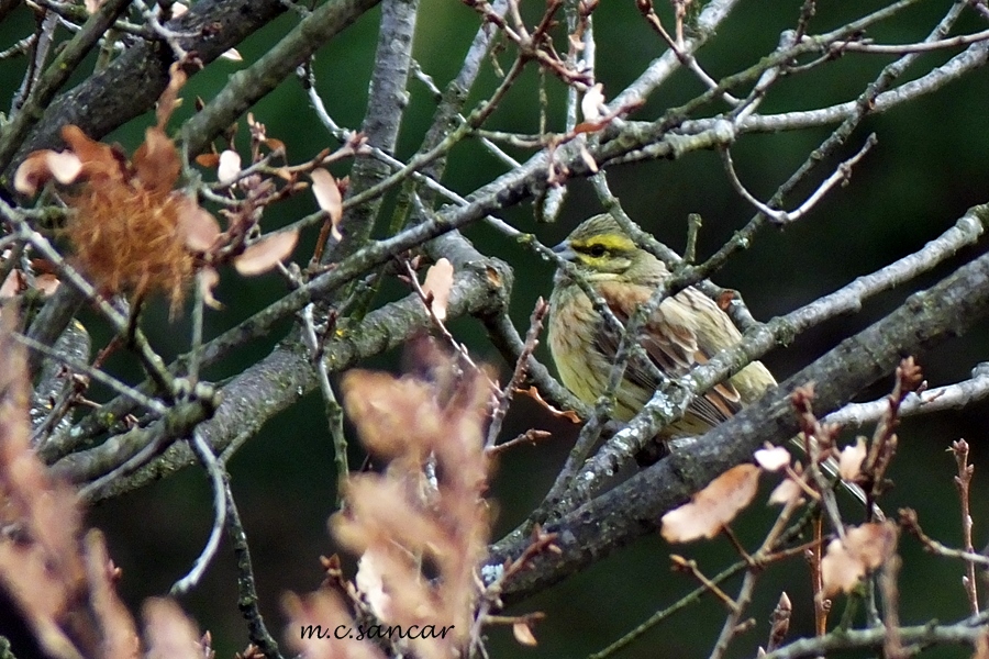 Cirl Bunting