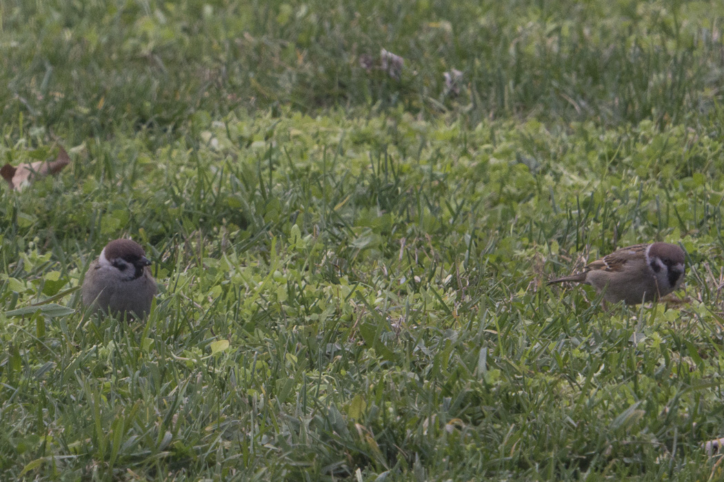 Eurasian Tree Sparrow