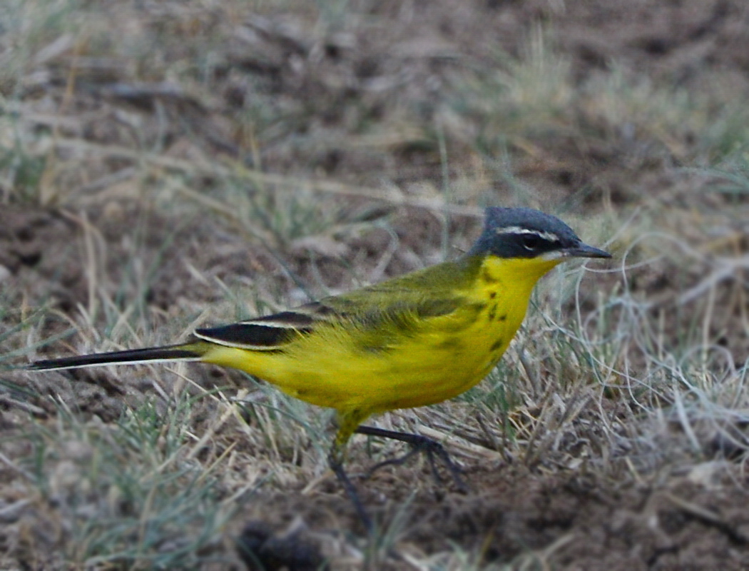 Western Yellow Wagtail