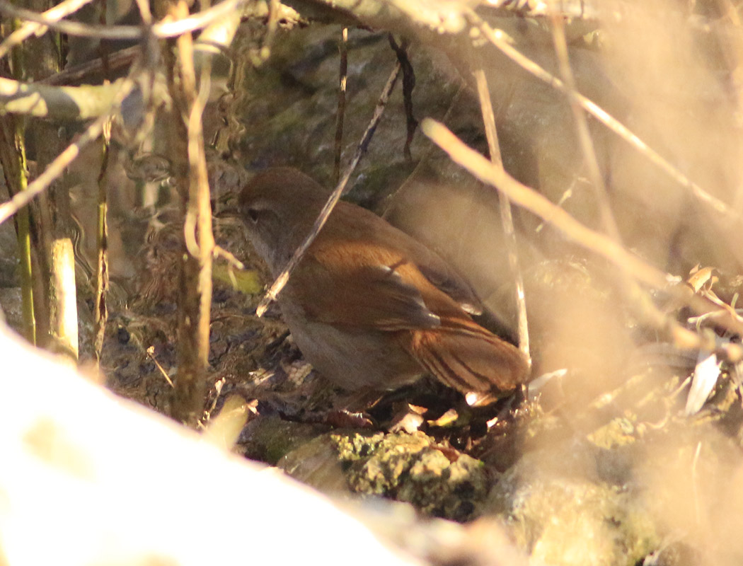 Cetti`s Warbler