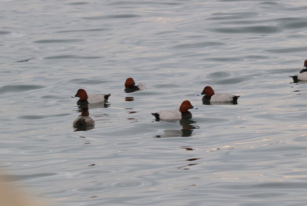 Common Pochard