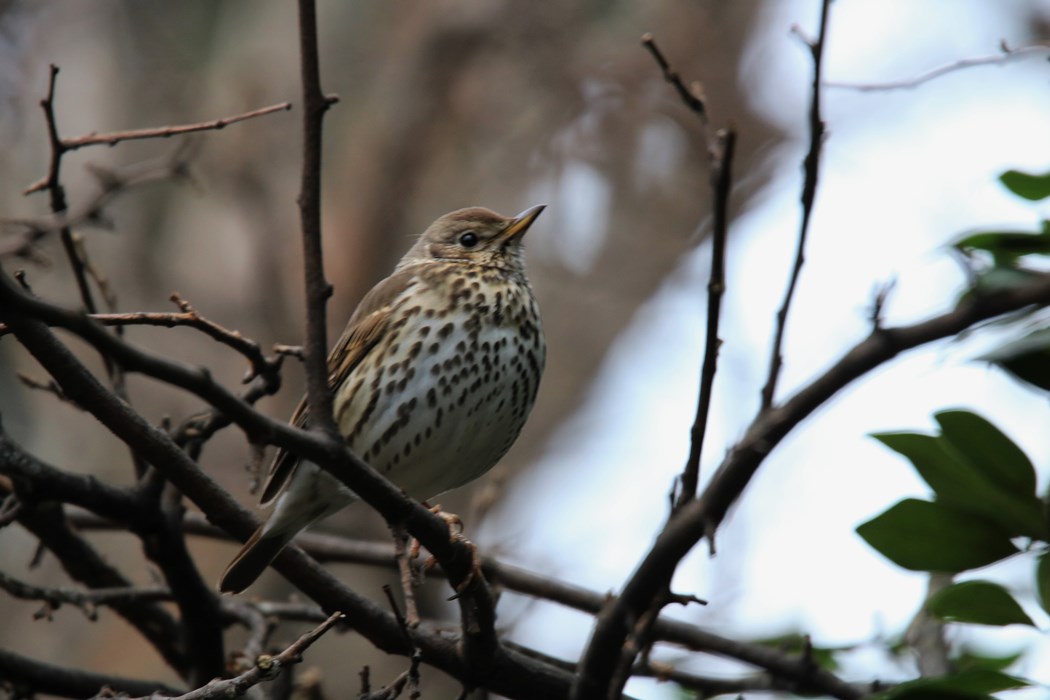 Song Thrush