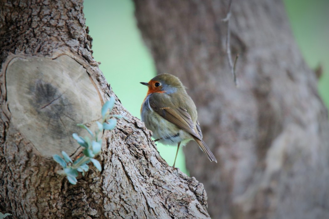 European Robin
