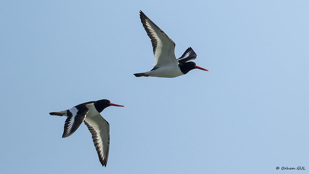 Eurasian Oystercatcher