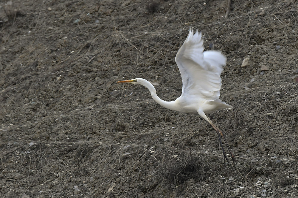 Great Egret