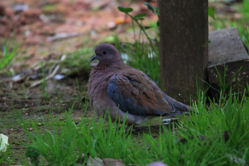 Laughing Dove