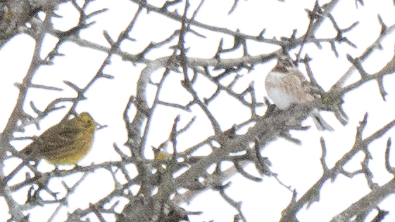 Pine Bunting