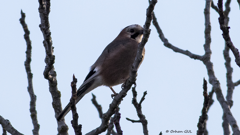 Eurasian Jay