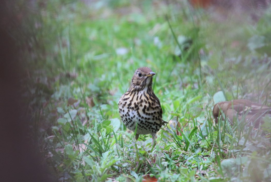 Song Thrush