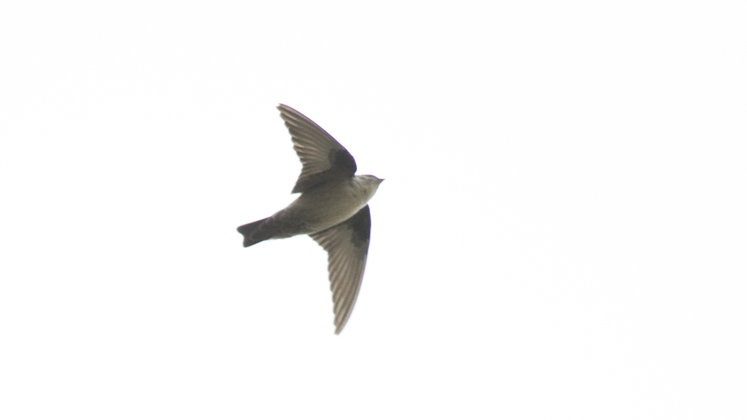Eurasian Crag Martin