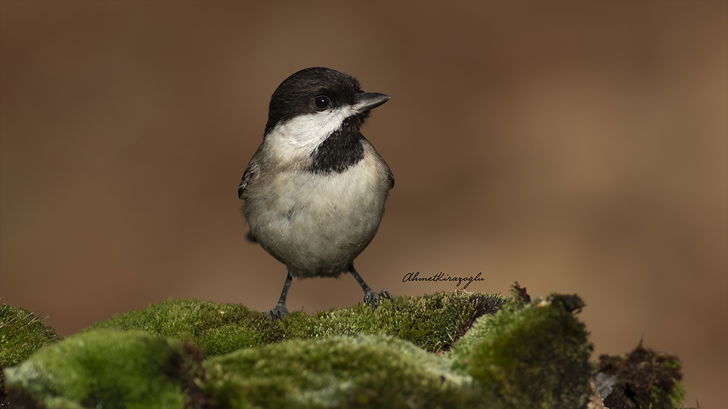 Sombre Tit