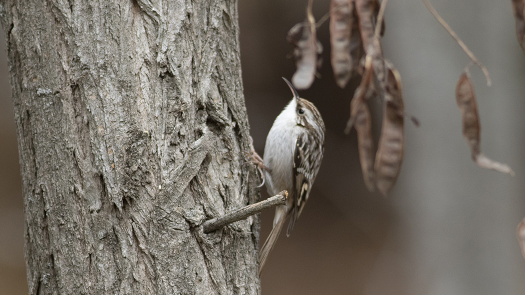 Short-toed Treecreeper