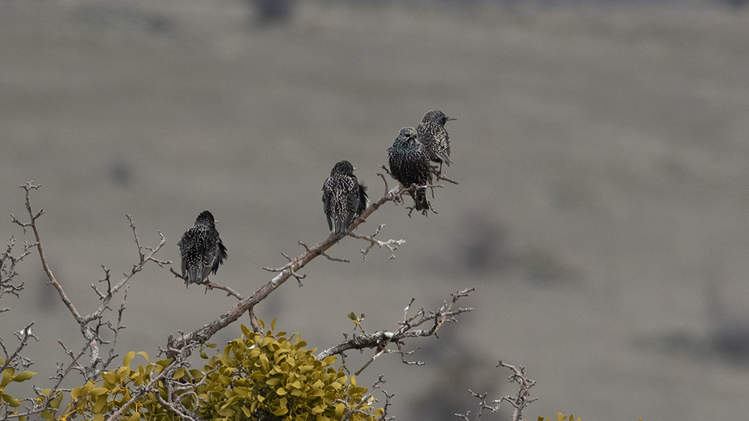 Common Starling