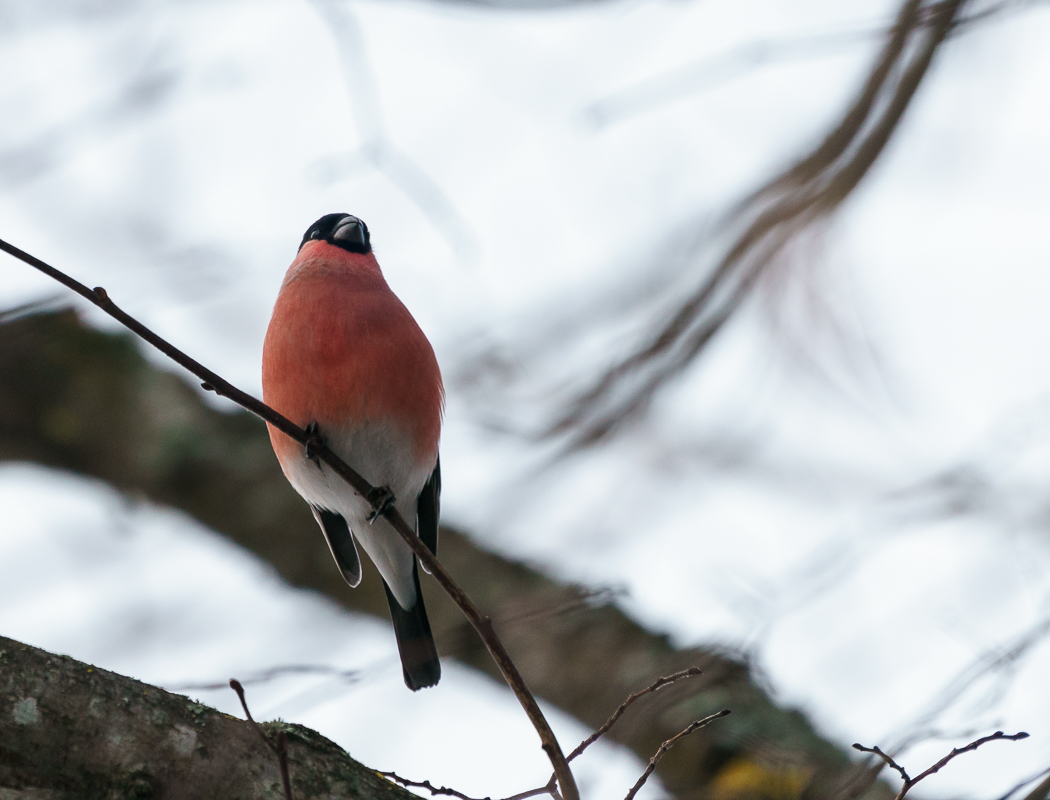 Eurasian Bullfinch