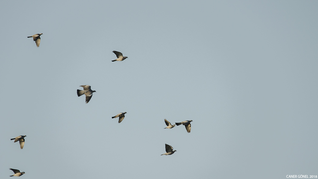 Common Wood Pigeon
