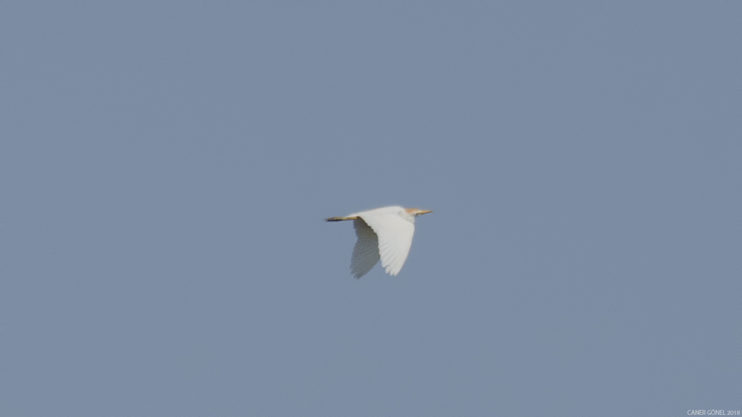 Western Cattle Egret