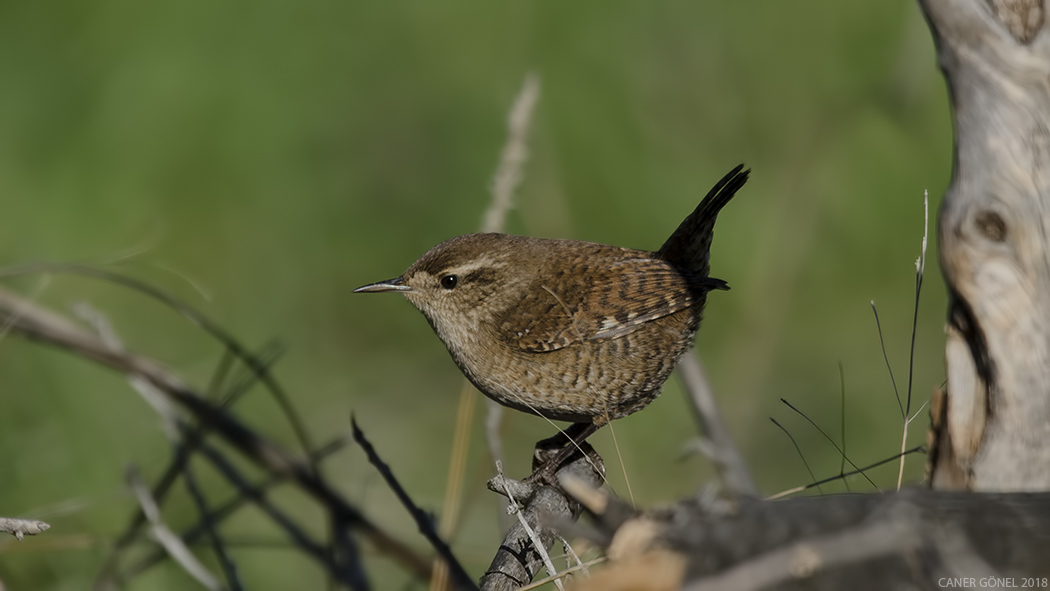 Eurasian Wren