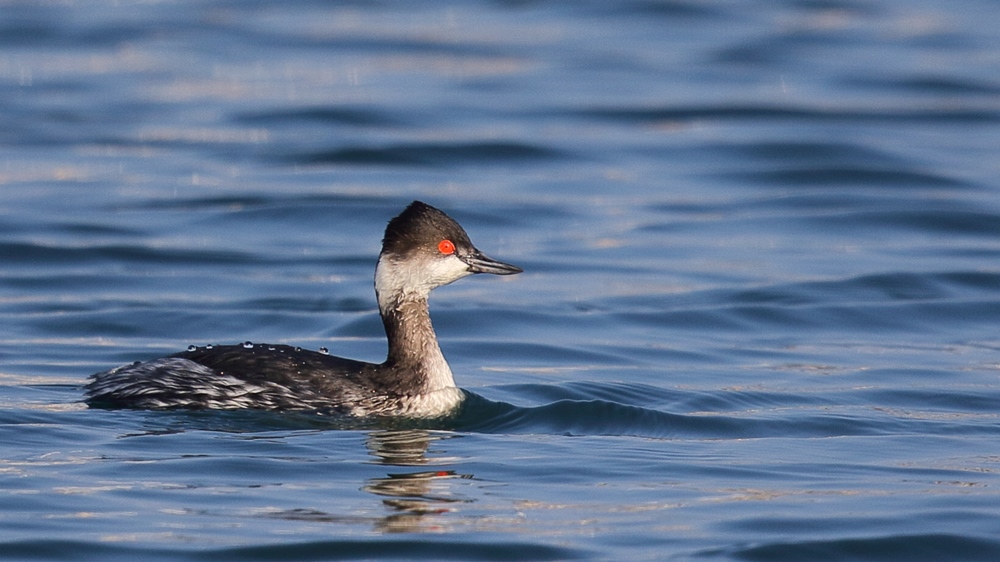 Black-necked Grebe