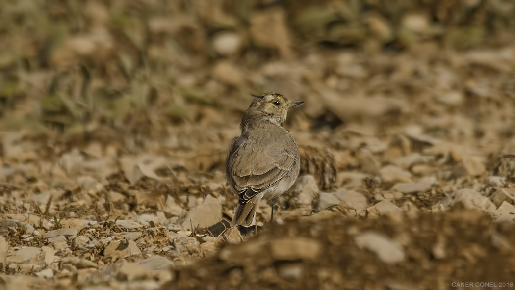 Horned Lark