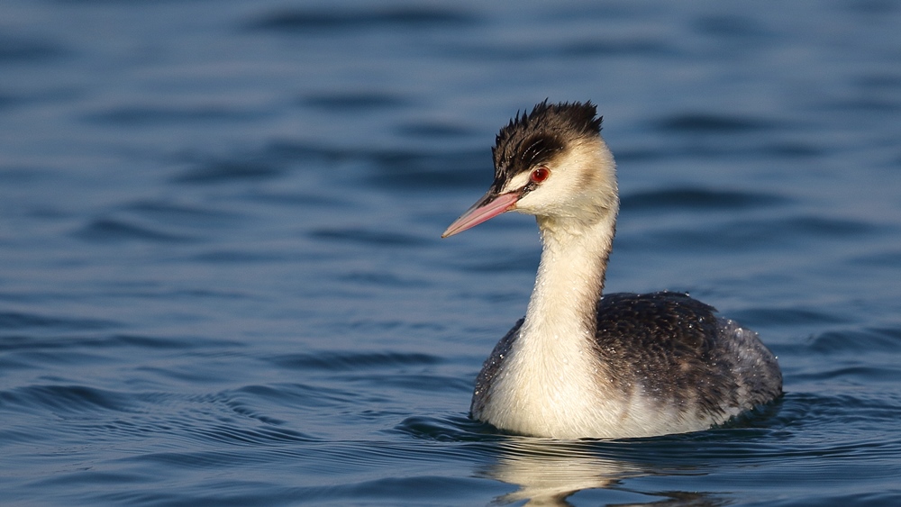 Great Crested Grebe