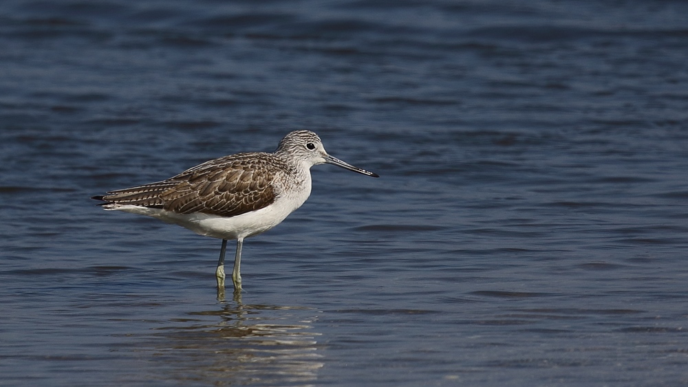 Common Greenshank