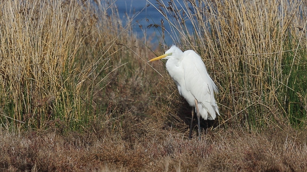 Great Egret