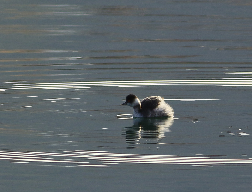 Black-necked Grebe