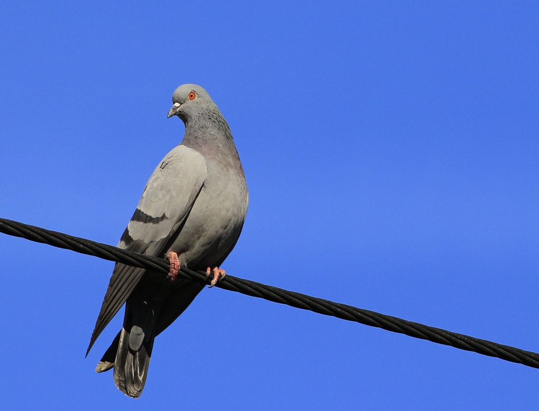 Rock Dove