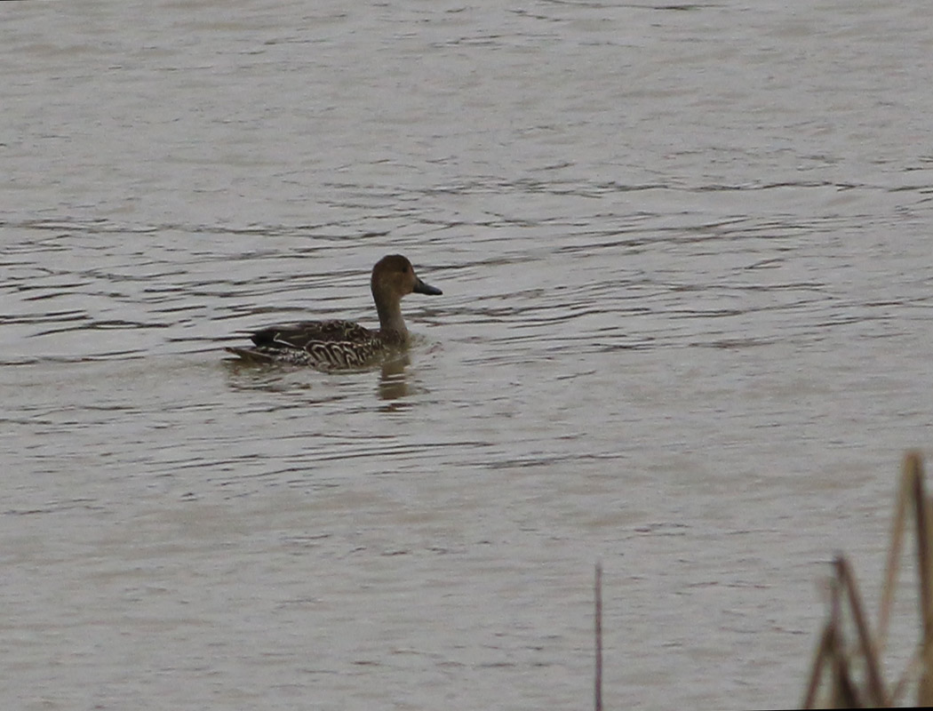 Northern Pintail