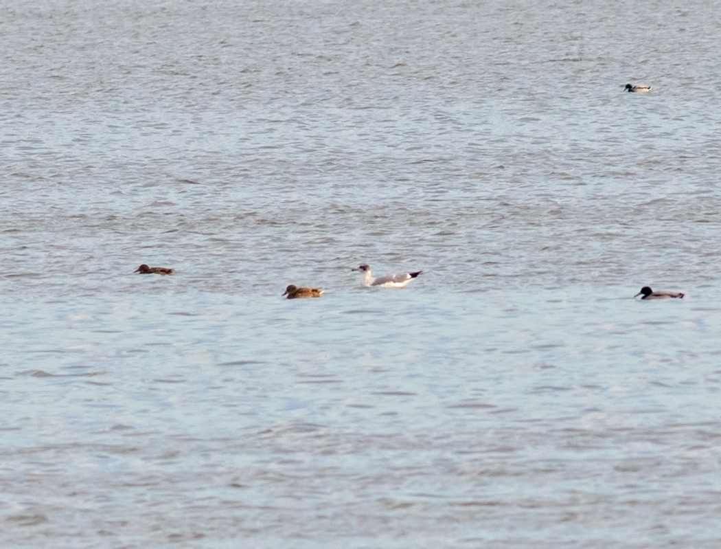 Pallas`s Gull