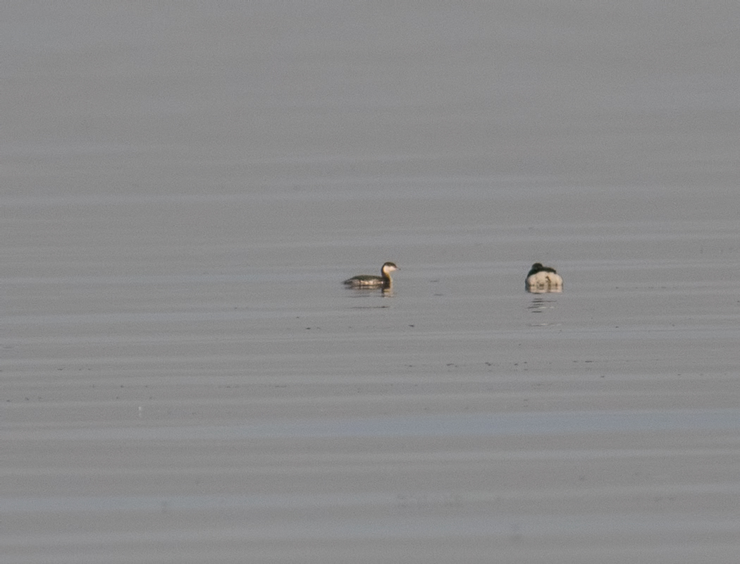 Horned Grebe