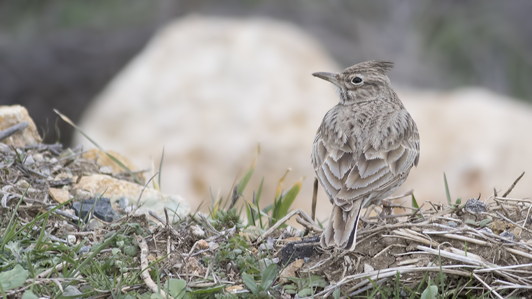 Crested Lark