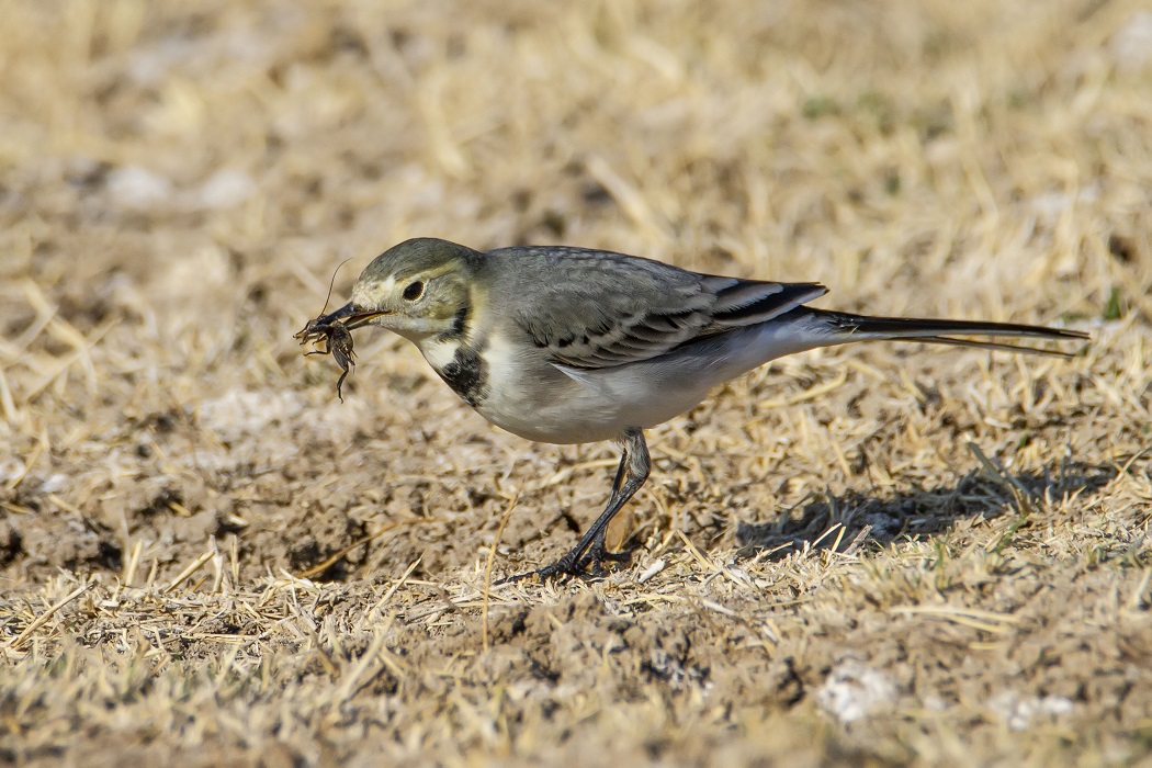 White Wagtail