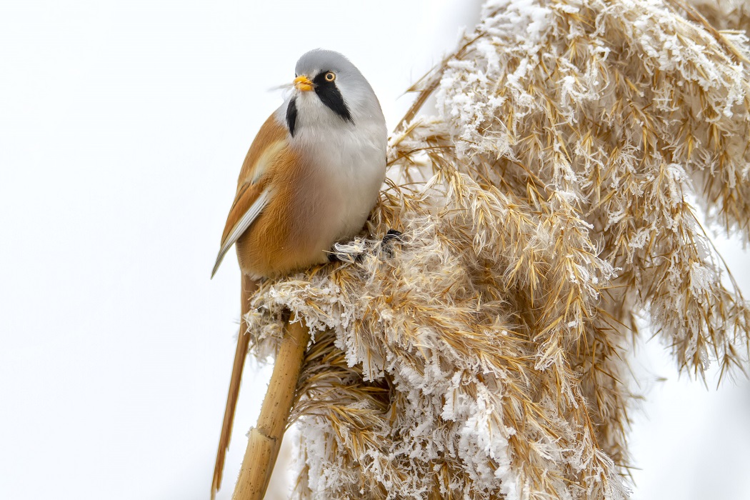Bearded Reedling