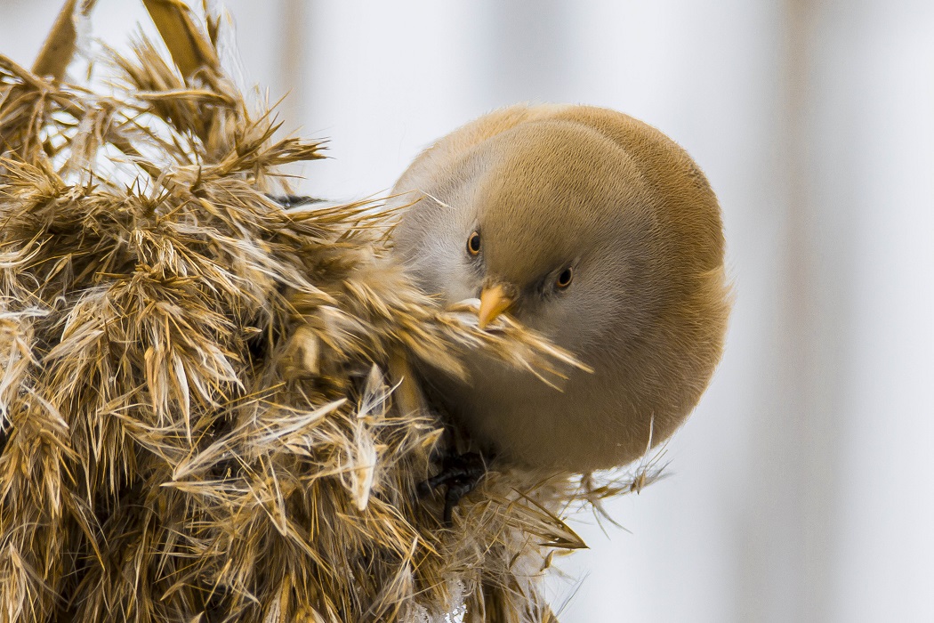 Bearded Reedling