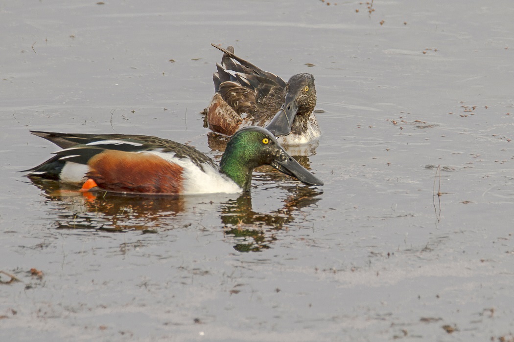 Northern Shoveler