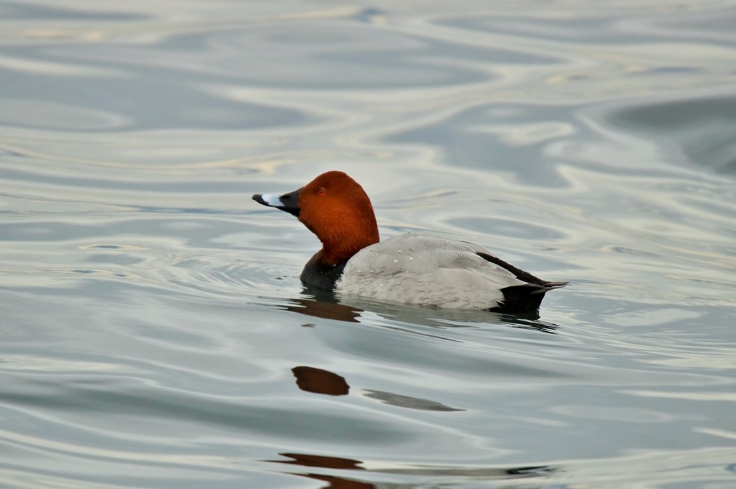 Common Pochard