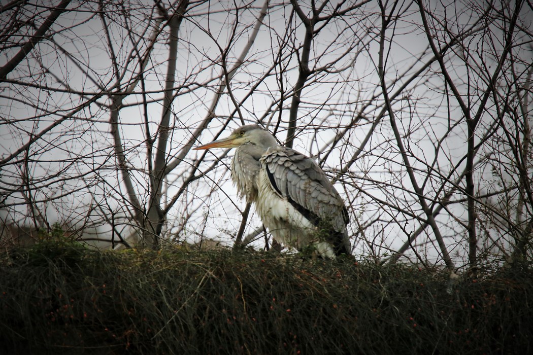 Grey Heron