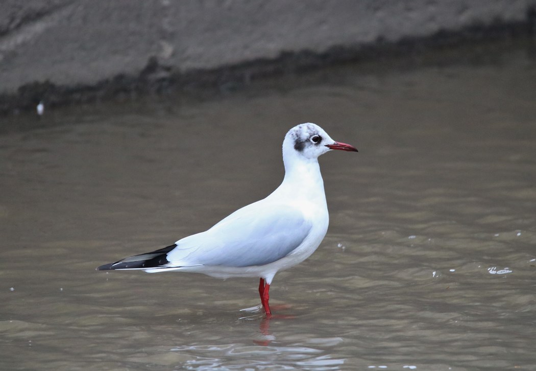 Black-headed Gull