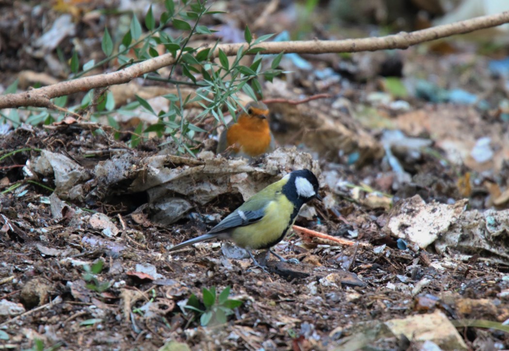 Great Tit