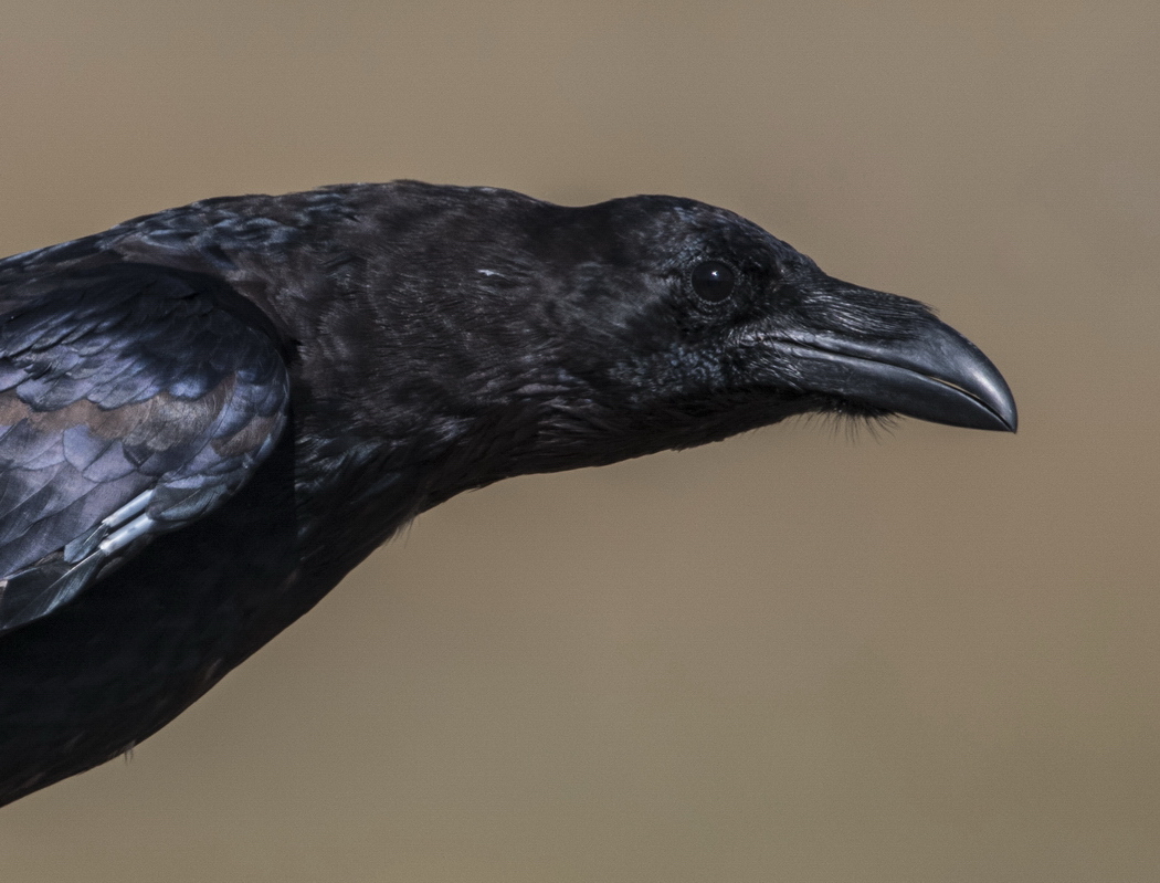 Northern Raven