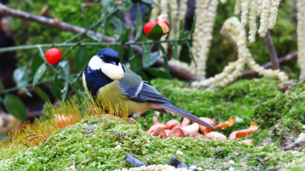 Great Tit