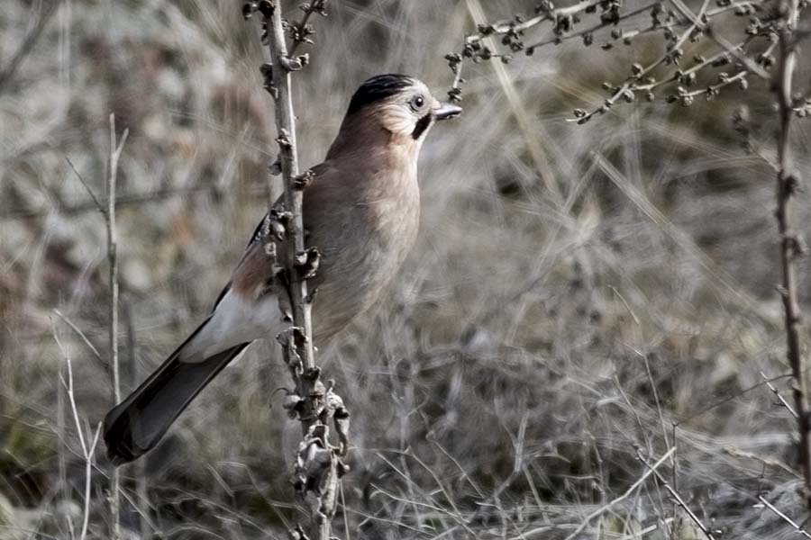 Eurasian Jay